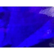 W1043-Md.Blue Trans.#1118